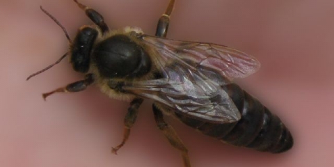 Kako pronaći maticu u košnici